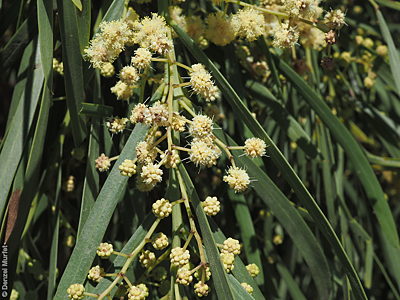 Acacia retinodes f DEM8987 Ngapala